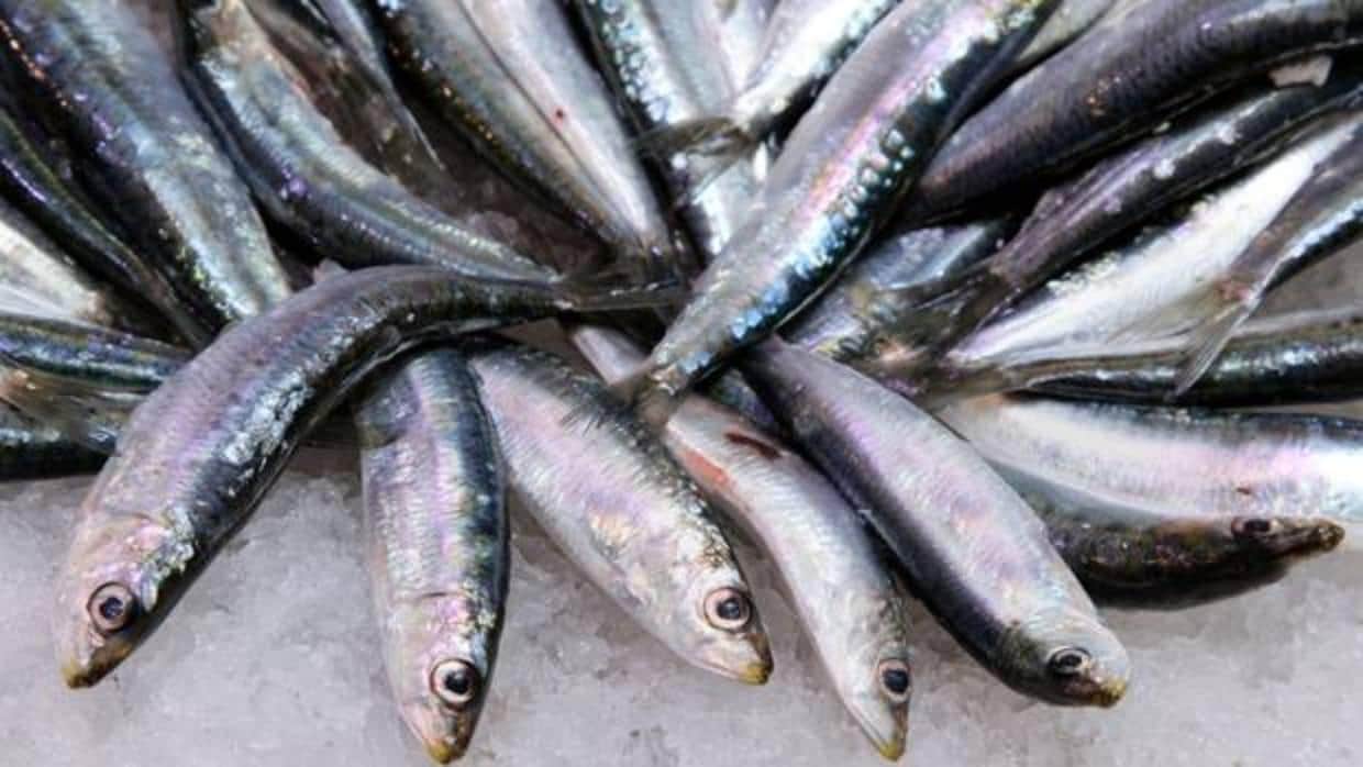 La sardina ibérica, la que se pesca en el Norte y en el golfo de Cádiz es la más apreciada