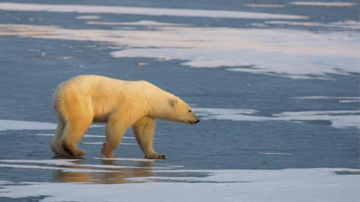 El cambio climático se refleja en el deshielo de las zonas más frías