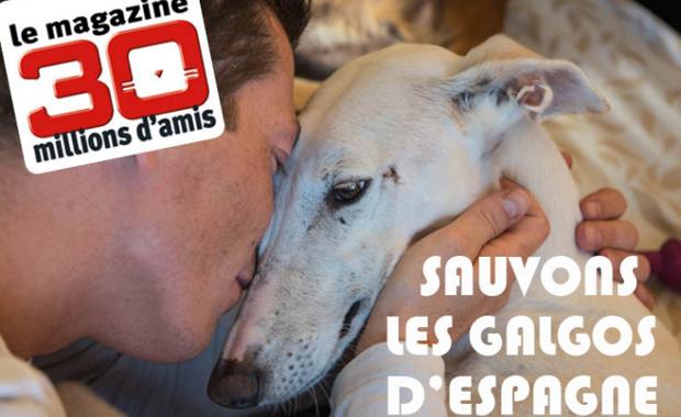 Lanzan una campaña de «crowfunding» para ayudar a los galgos de la protectora «El arca de Noé»