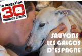 Campaña para salvar el galgo