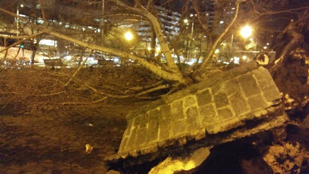 Dos heridos al caer un árbol de grandes dimensiones en Pamplona