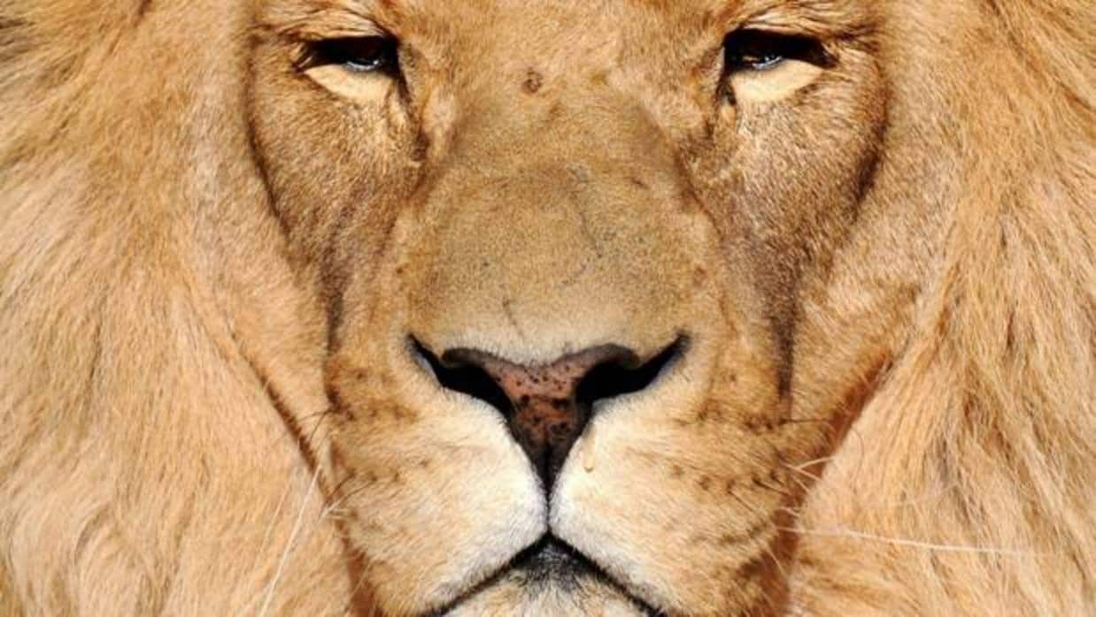 Una manada de leones devora a un supuesto cazador furtivo en Sudáfrica