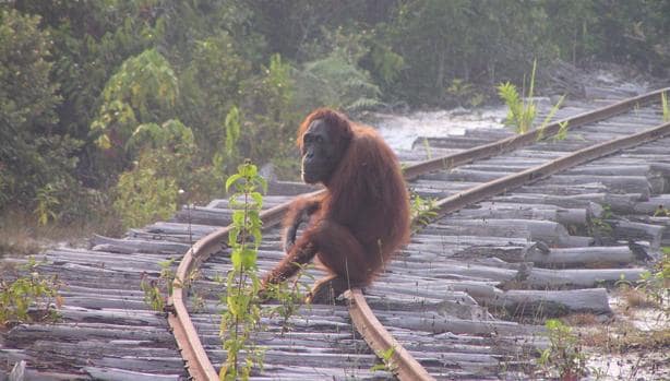 Ejemplar de orangután de Borneo