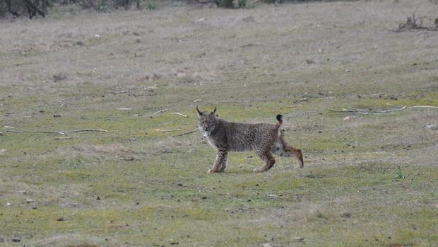 El lince se escapa de la extinción