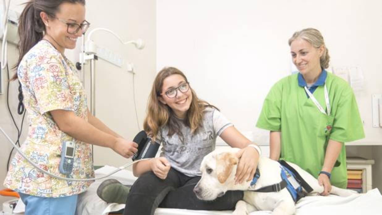 Los perros llegan a los hospitales a dar terapia