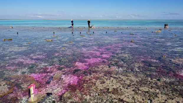 La acidificación del mar por el aumento del CO2 ralentiza el crecimiento de los corales