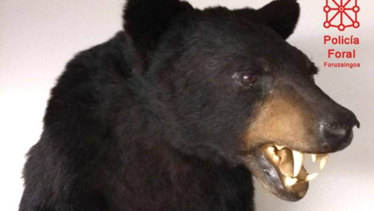 Imagen del ejemplar de oso negro americano disecado que intervino la Policía Foral