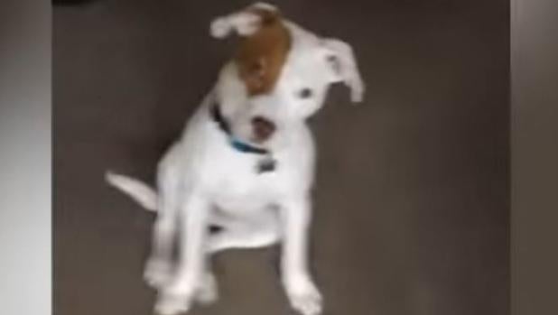 En vídeo: Un perro sordo aprende la lengua de signos