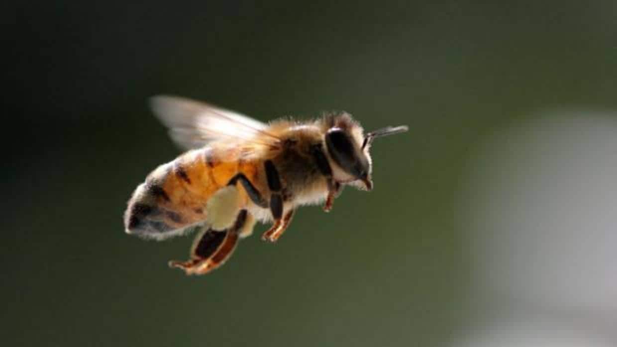 La salud de las abejas es clave en la biodiversidad y en la agricultura