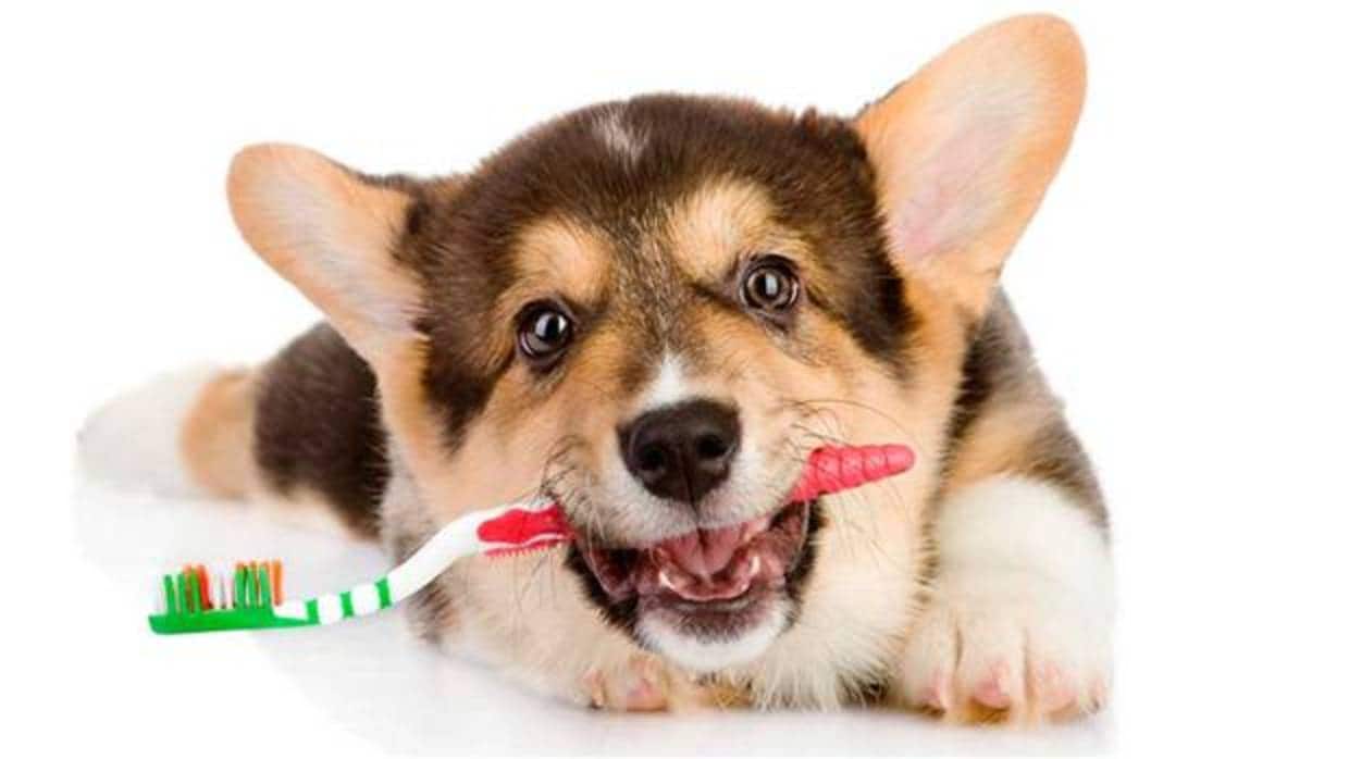 Cómo cuidar la salud dental de su perro