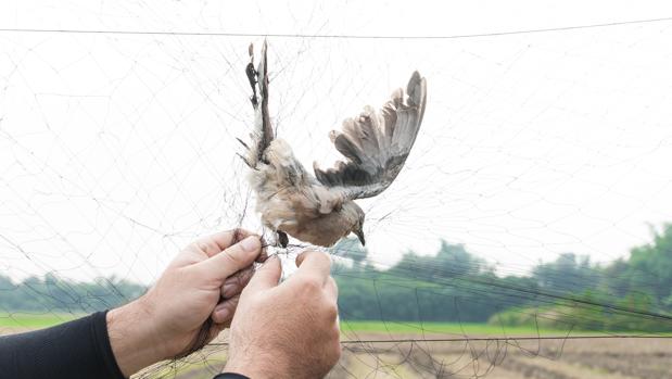 Europa quiere acabar con la captura de aves cantoras en España