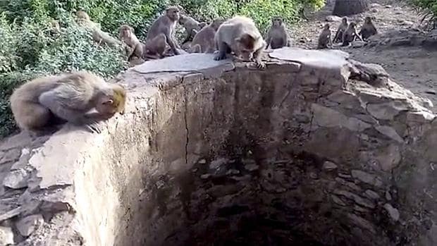 Los monos que decidieron salvar a un leopardo a punto de ahogarse