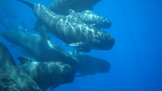 España crea la segunda área marina protegida más grande del Mediterráneo