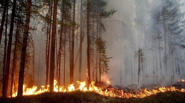 Oleada de incendios en Suecia por las altas temperaturas