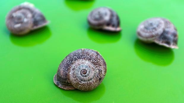 Aparece en Menorca el primer caracol zurdo