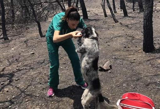 Vasiliki Stathopulu, veterinaria voluntaria atendiendo a un perro