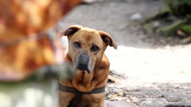 Solicitan una ley que prohíba comer carne de perro en Reino Unido