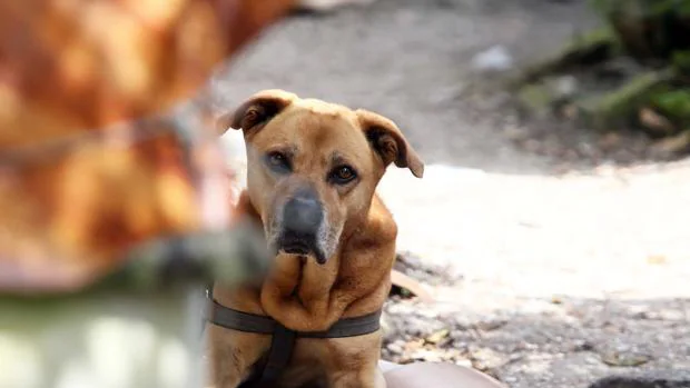 Muere el perro «Life», un símbolo de lucha contra el maltrato animal