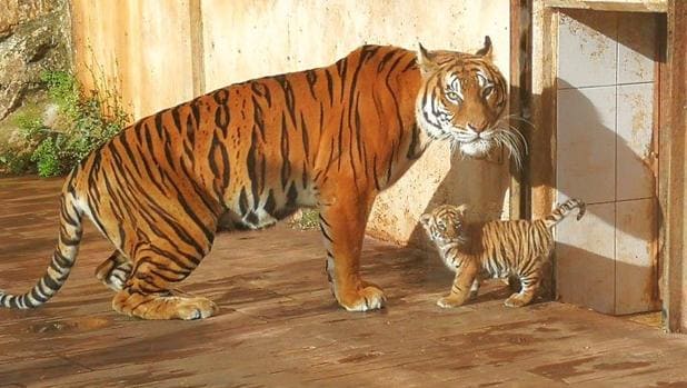 Nace un tigre de Bengala en el Parque de la Naturaleza de Cabárceno