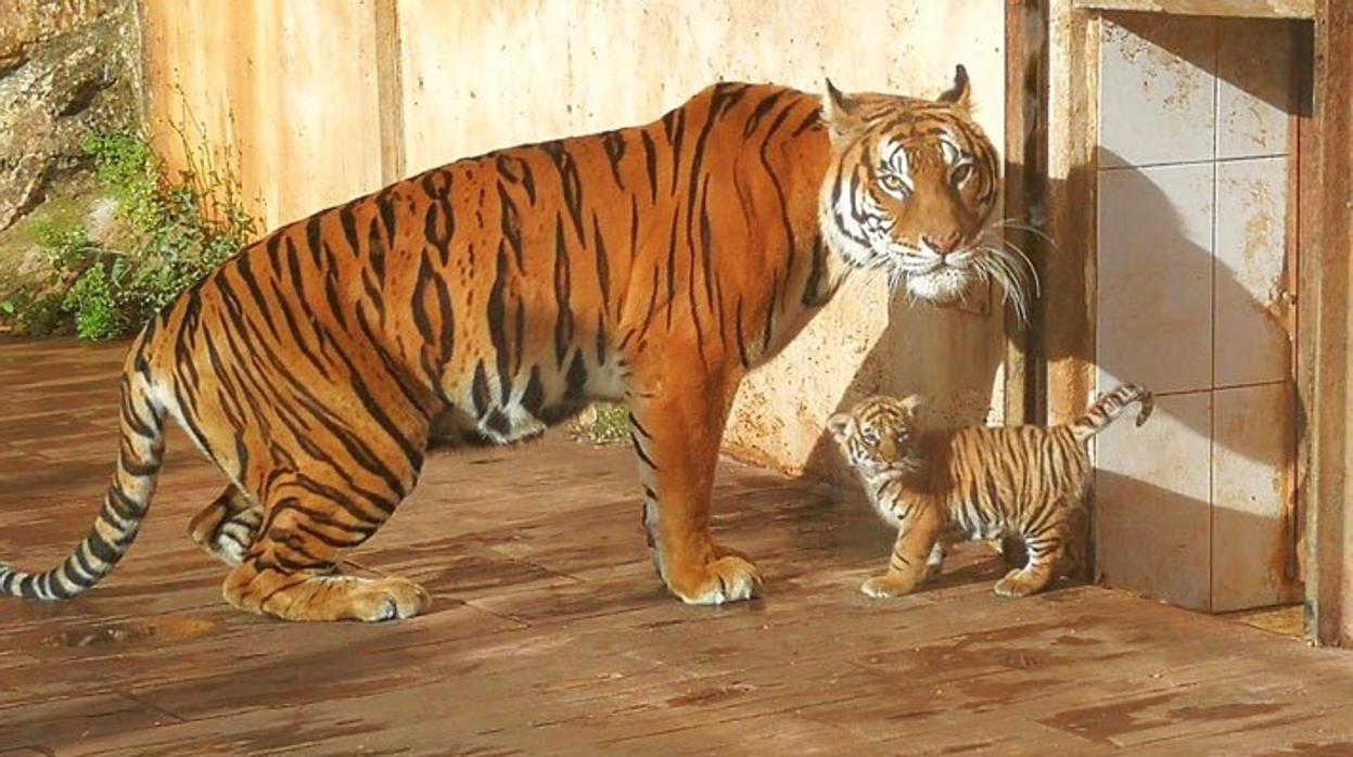 El pequeño tigre de Bengala junto a su madre