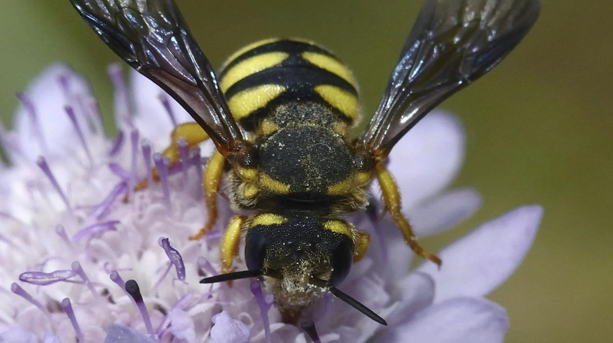 Las abejas silvestres son esenciales en el proceso de polinización