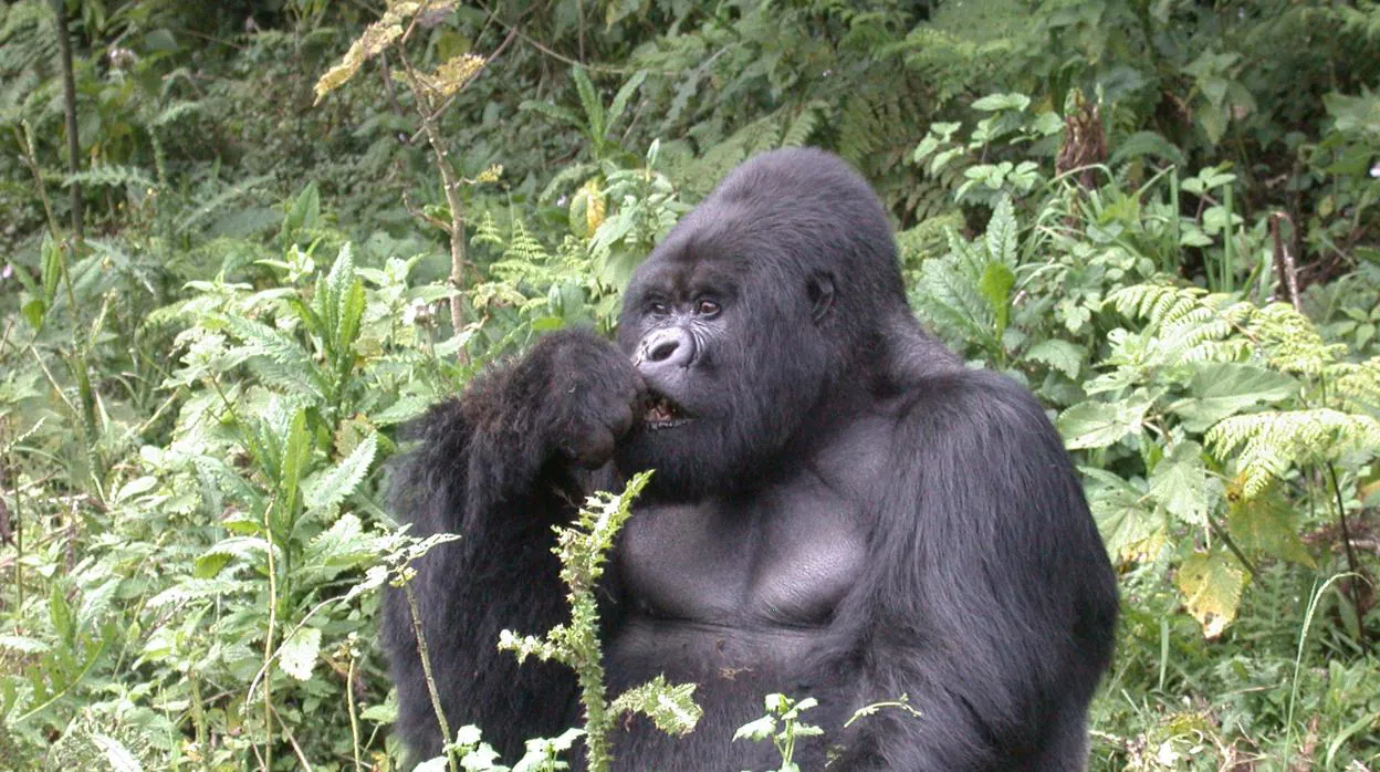 Imagen de un gorila comiendo en África