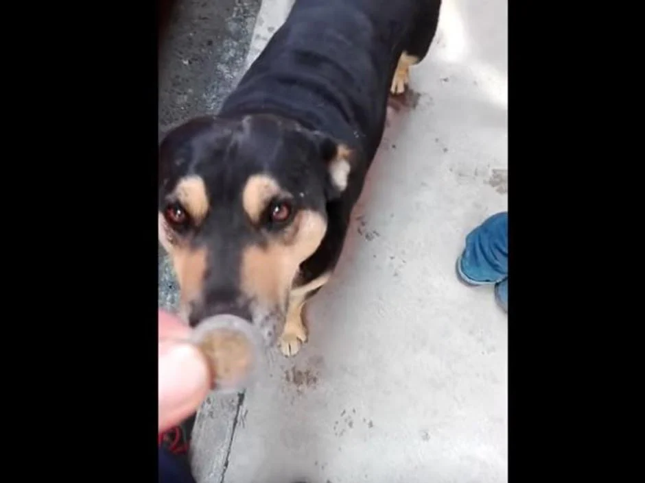 «Cabrón», el perro que pide monedas para comprar salchicas