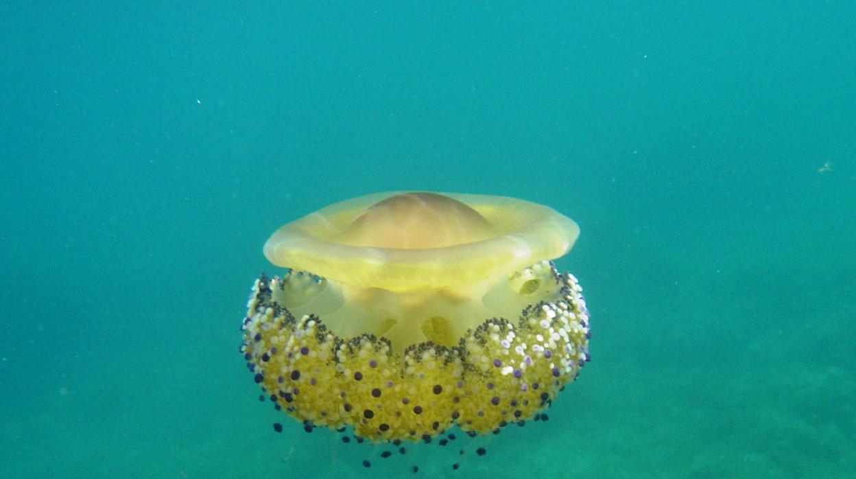 Imagen de la medusa «huevo frito» o Cotlorhiza tuberculata