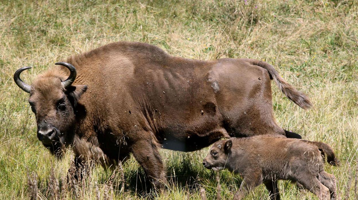 Imagen de un bisonte junto a su cría