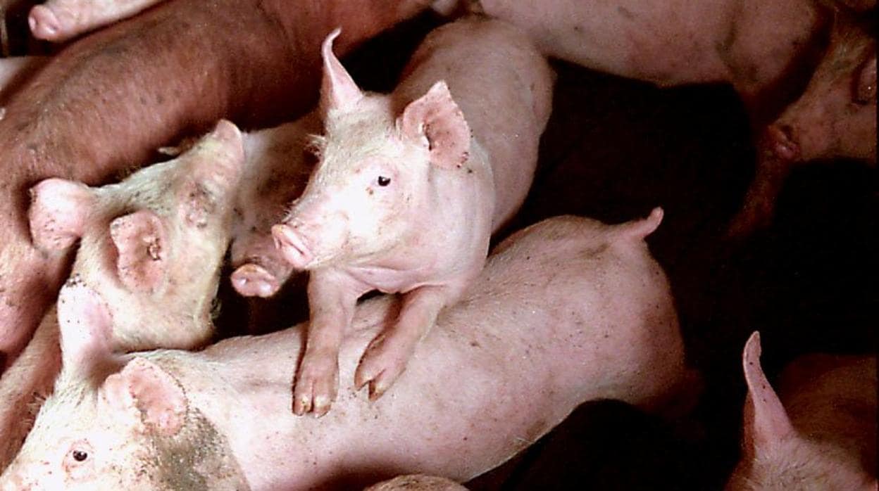 Cerdos en una granja española