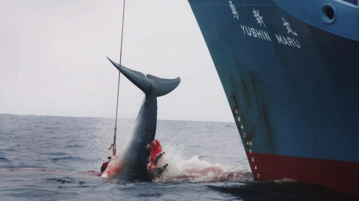 Cazan una ballena en aguas antárticas