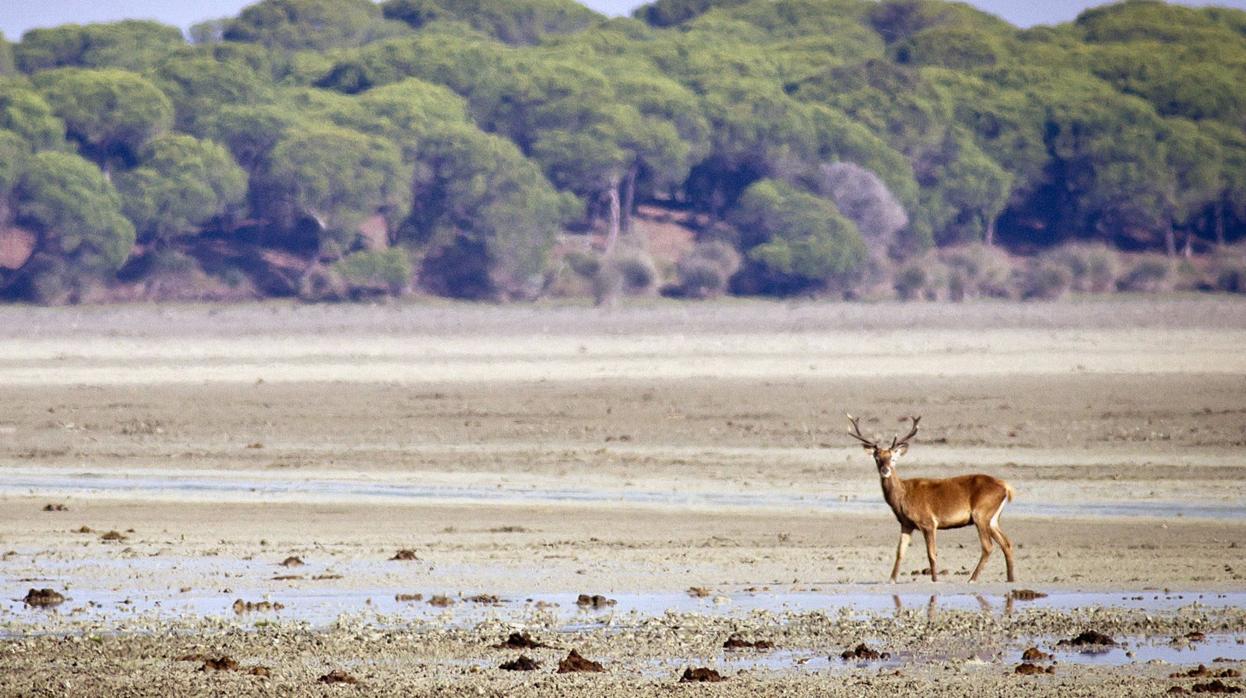Un ciervo paseando por la marismas del Parque Nacional de Doñana