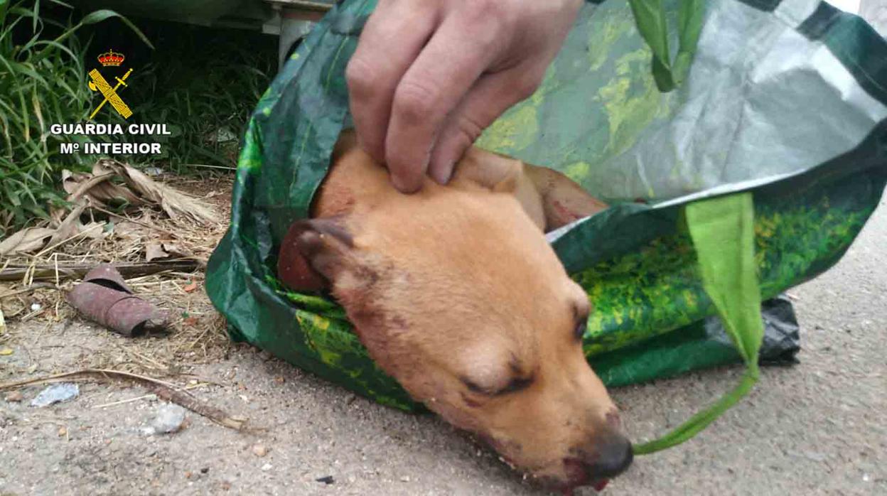 Fotografía facilitada por la Guardia Civil del cachorro maltratado