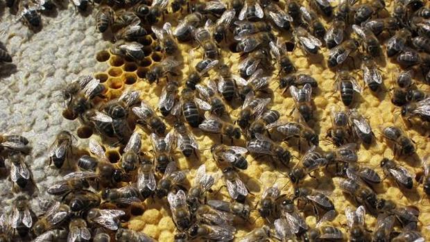 El herbicida de Monsanto también daña a las abejas, según una investigación