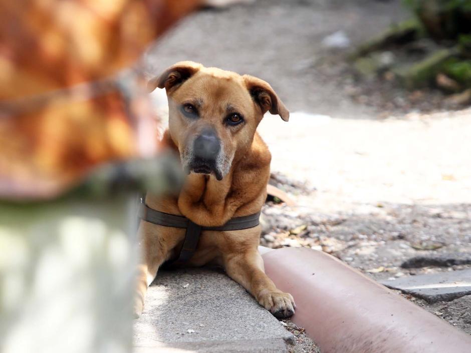 Un perro mata a un niño de dieciocho días en una finca