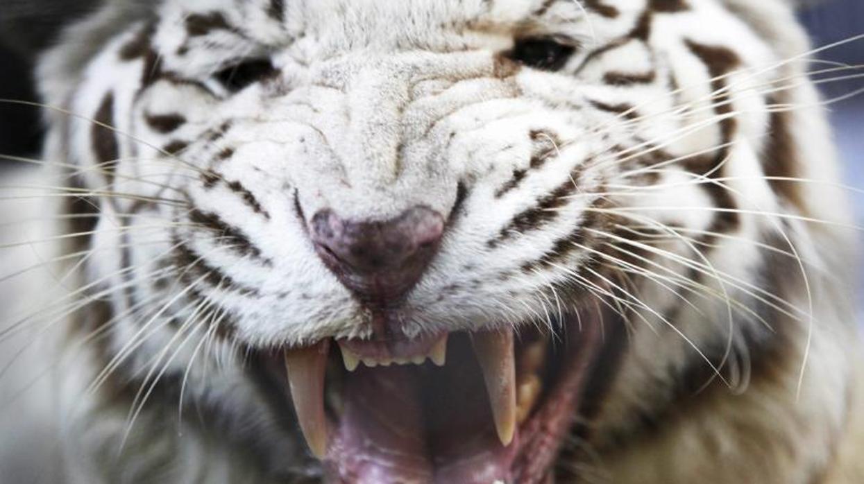 El tigre blanco es una especie en peligro de extinción