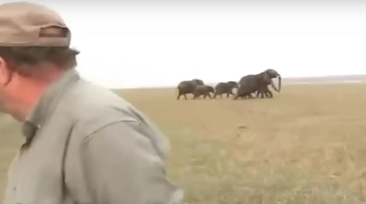 Unos cazadores matan al líder de una manada de elefantes y el resto responde con furia