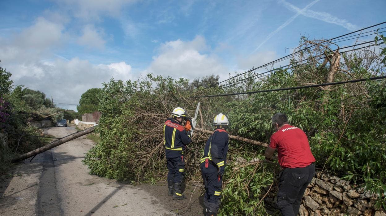 Bomberos retiran un árbol caído en la zona de la urbanización La Argentina, municipio de Alaior en Menorca, tras el fuerte viento
