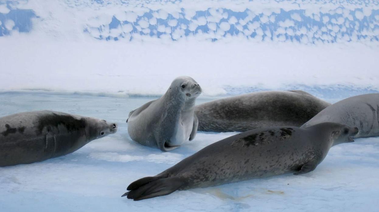 Focas en un icebergazul, en el Mar de Weddell