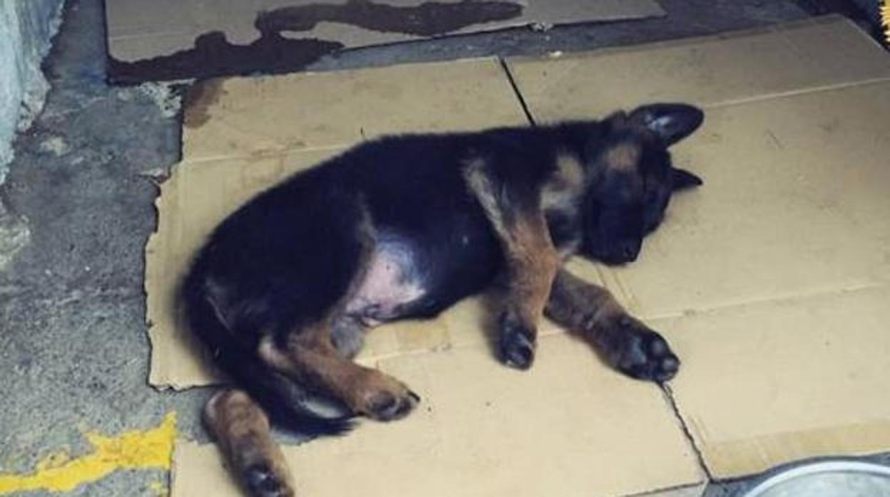 La Policía de Granada adopta a un cachorro que fue «pateado como si fuera un balón» por su dueño