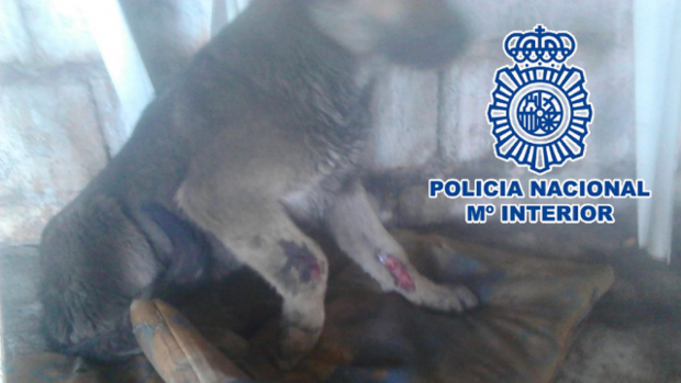 Diez detenidos por maltratar a dieciocho perros, de los que dos han muerto