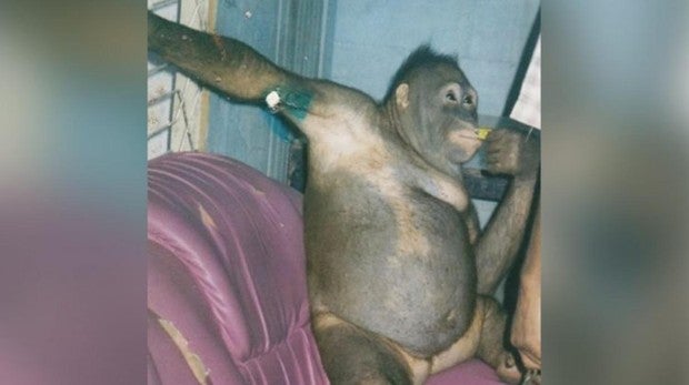 El infierno de Pony, la orangután a la que prostituyeron durante años con hombres en un burdel