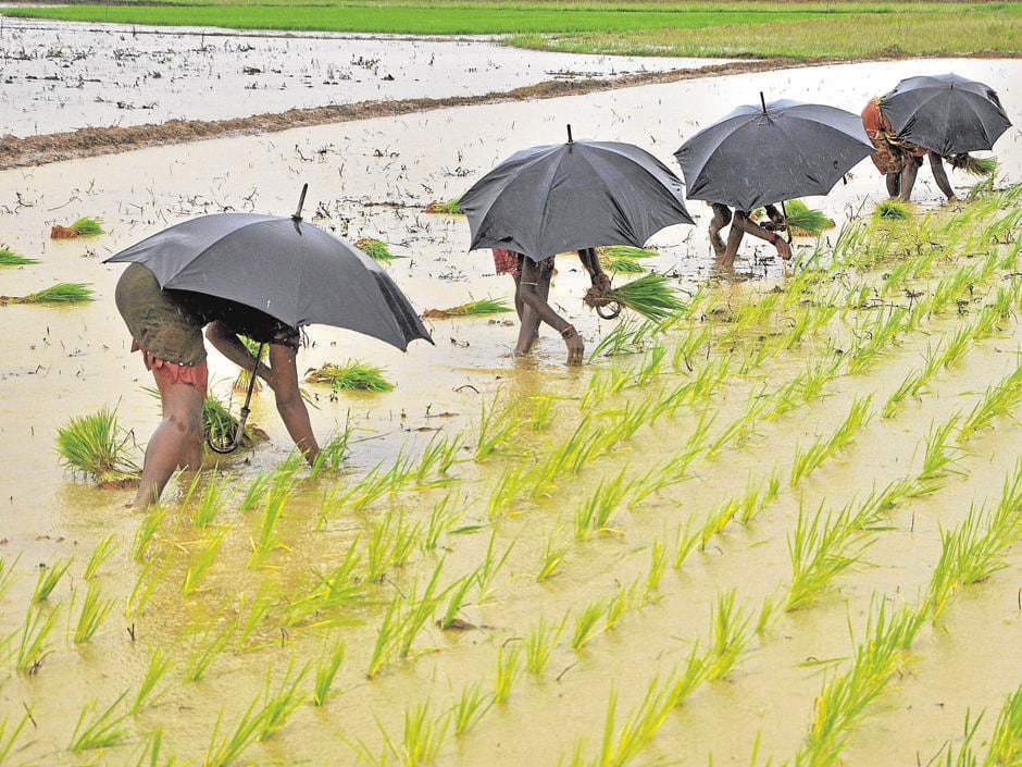 Trabajadores en un campo de arroz en Bhubaneswar (India)