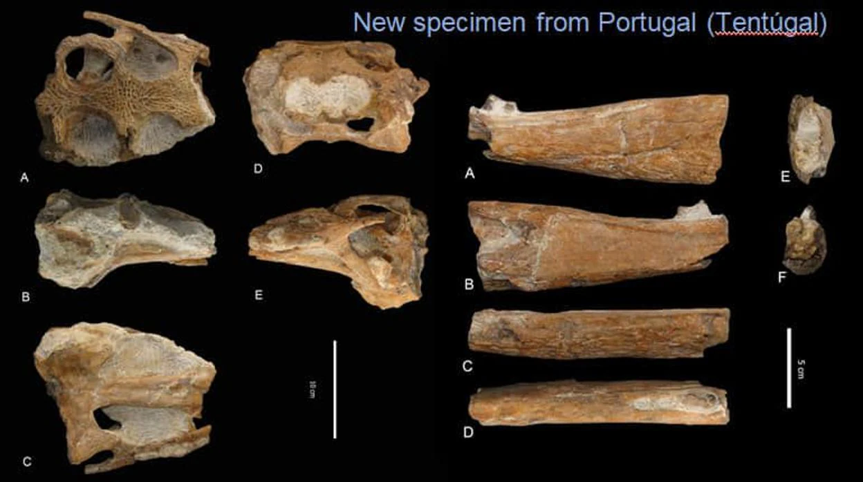 Descubierto en Portugal el fósil de cocodrilo más antiguo del mundo