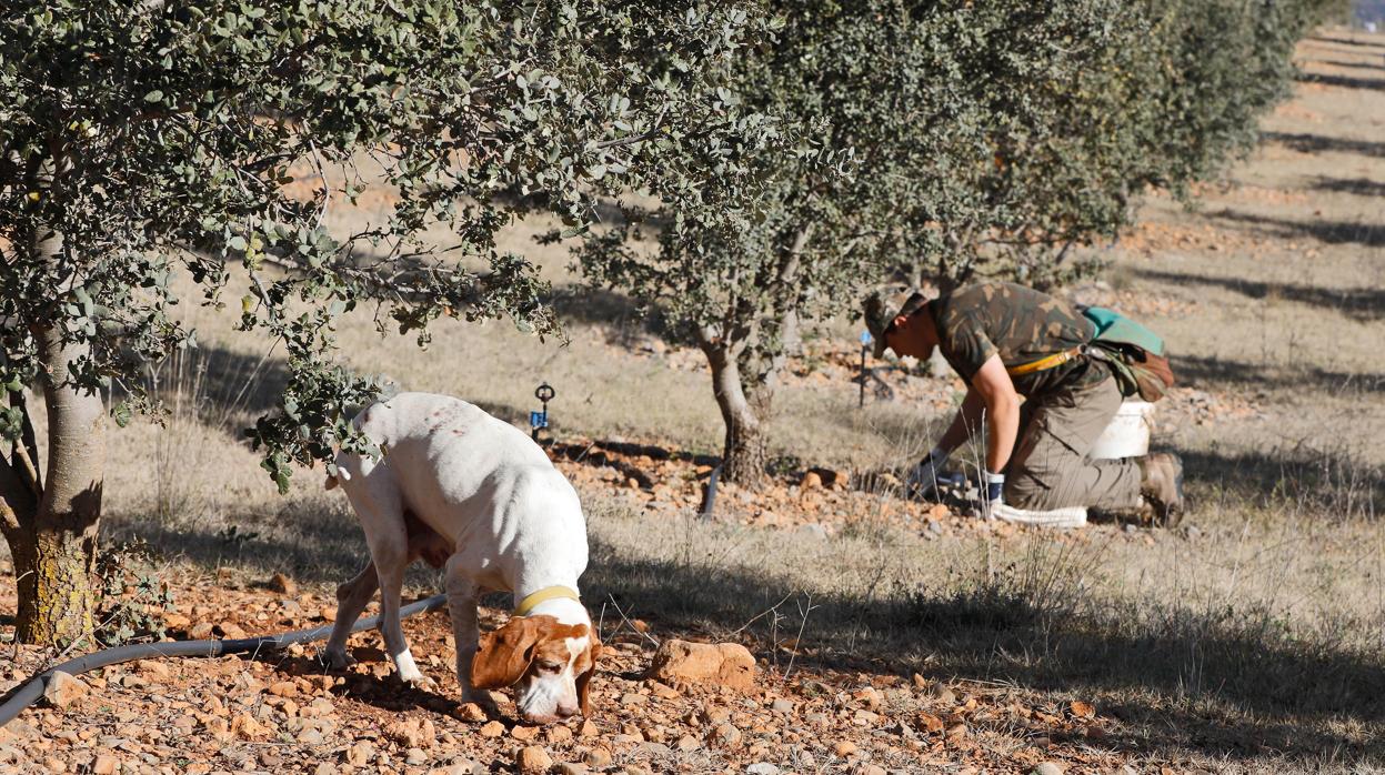 Marius y Pita, un dúo infalible. Lo primero que necesita el buen trufero es cuidar bien la tierra. Lo segundo, un perro como Pita. Marius le ha enseñado a oler la trufa madura. El can rasca la tierra y el dueño acude en busca del manjar