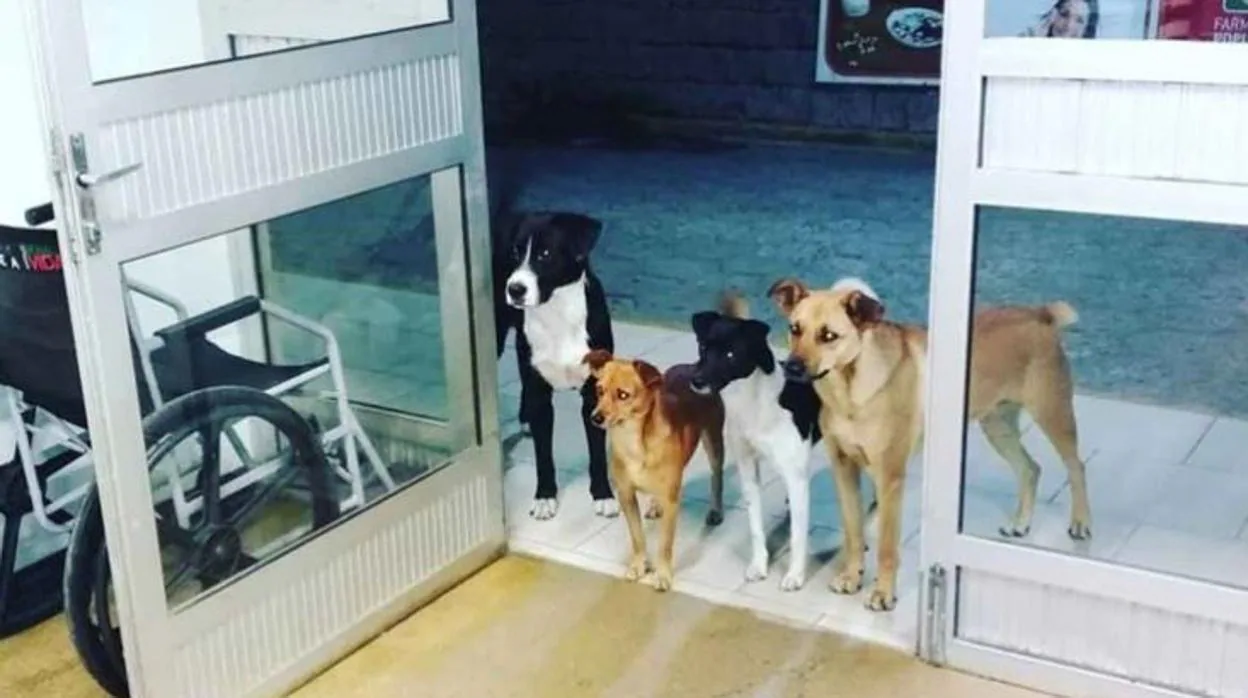 Conmovedora imagen de cuatro perros esperando en la puerta del hospital a su dueño que estaba en urgencias