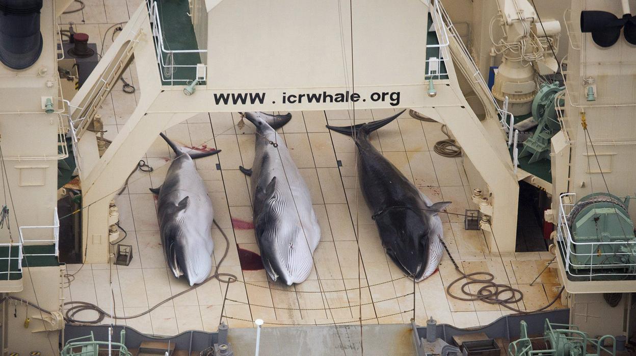 El pesquero de ballenas japonés Nisshin Maru tras cazar tres ejemplares en el Océano Austral en 2013