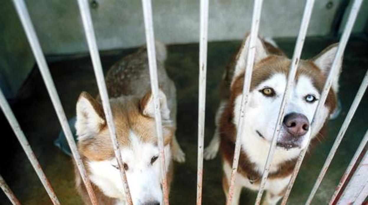 puedes vender cachorros a una tienda de mascotas