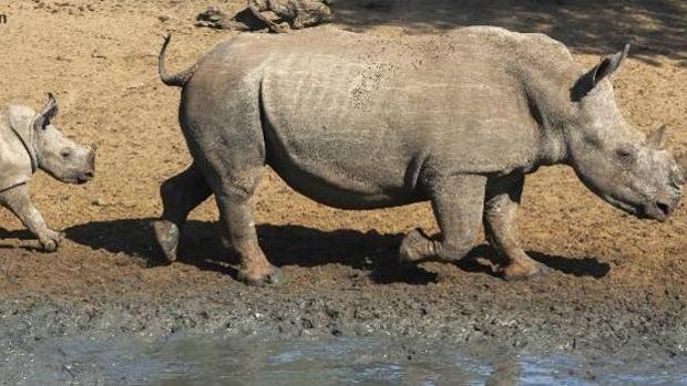 Una niña de dos años, herida al caer en la zona de los rinocerontes de un zoo de Florida