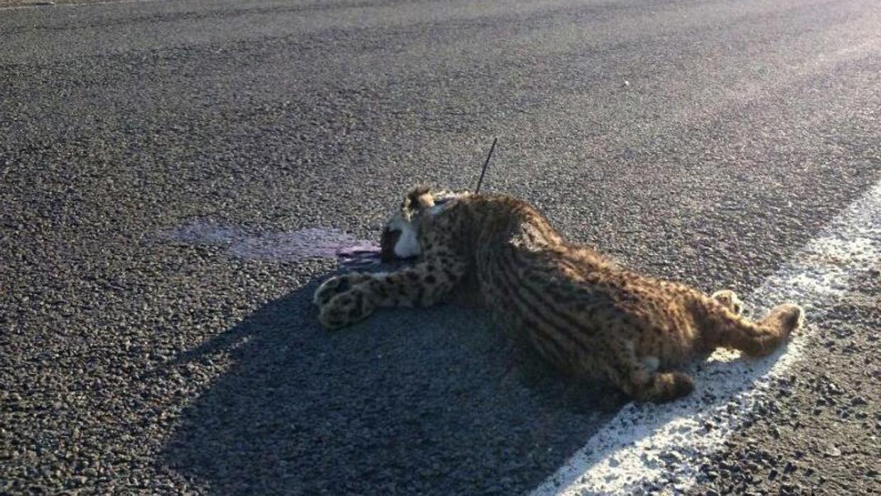 Imagen de archivo del atropello de un lince ibérico